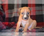 Small #5 American Pit Bull Terrier-Belgian Malinois Mix