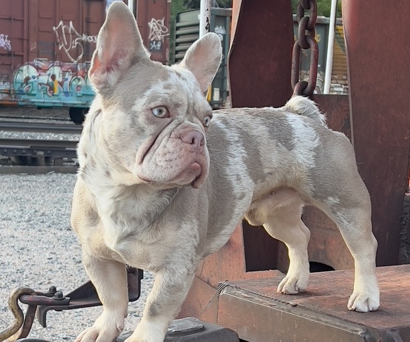 Medium Photo #1 French Bulldog Puppy For Sale in BRIGHTON, CO, USA