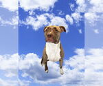 Small #7 Bullboxer Pit