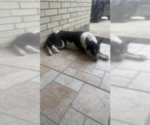 Mutt Dogs for adoption in San Antonio, TX, USA
