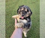 Small #4 Aussiedoodle