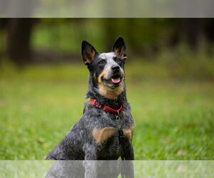Mutt Dogs for adoption in Garden City, NY, USA