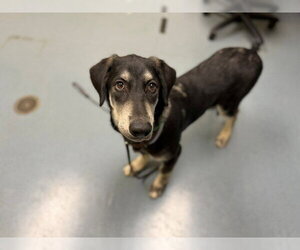 Labrador Retriever-Unknown Mix Dogs for adoption in Denver, CO, USA