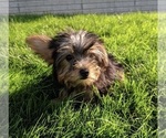 Small Photo #3 Yorkshire Terrier Puppy For Sale in FREDERICKSBURG, OH, USA