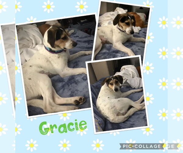 Medium Photo #5 Mutt Puppy For Sale in Westminster, MD, USA