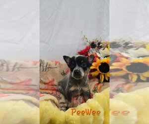 Mutt Dogs for adoption in Foristell, MO, USA