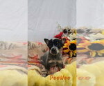 KP  PeeWee - Male Mutt Dog for Adoption - Small photo