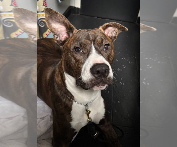 Medium Photo #19 American Pit Bull Terrier-Mountain Cur Mix Puppy For Sale in Oakhurst, NJ, USA