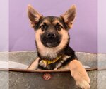 Small Photo #5 Australian Shepherd-Chihuahua Mix Puppy For Sale in Sheridan, CO, USA