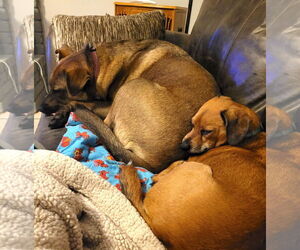 Lucy #great-with-children - Female Holland Shepherd-Labrador Retriever Mix Dog for Adoption - Photo #4