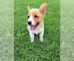 Puppy 5 Pembroke Welsh Corgi