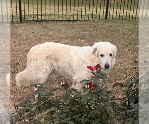 Medium Photo #5 Great Pyrenees Puppy For Sale in Dallas, TX, USA