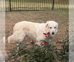 Small #4 Great Pyrenees