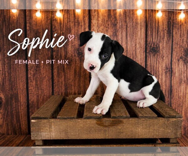 Medium Photo #1 American Staffordshire Terrier-Staffordshire Bull Terrier Mix Puppy For Sale in Holly Springs, NC, USA