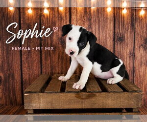 American Staffordshire Terrier-Staffordshire Bull Terrier Mix Dogs for adoption in Holly Springs, NC, USA