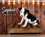 Small American Staffordshire Terrier-Staffordshire Bull Terrier Mix