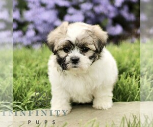 Zuchon Puppy for sale in RONKS, PA, USA