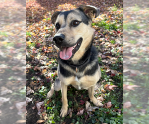 Mutt Dogs for adoption in Brooklyn Center, MN, USA