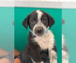 Small Border Collie Mix