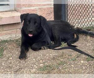 Labrador Retriever-Unknown Mix Dogs for adoption in San Antonio, TX, USA