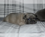 Small Photo #7 French Bulldog Puppy For Sale in ROANOKE, AL, USA
