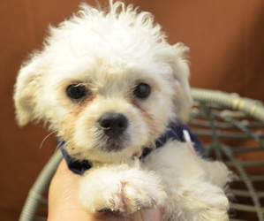 Cavachon Puppy for Sale in PATERSON, New Jersey USA