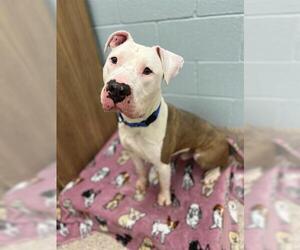 American Pit Bull Terrier Dogs for adoption in Brighton, CO, USA