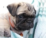 Small Photo #7 Pug Puppy For Sale in CHARLOTT HALL, MD, USA