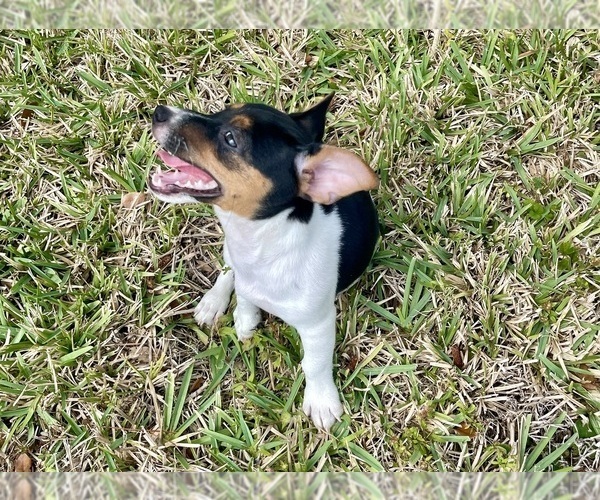 Medium Photo #26 Jack Russell Terrier Puppy For Sale in FORT PIERCE, FL, USA