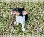 Small #25 Jack Russell Terrier