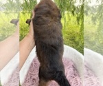 Small Photo #9 Goldendoodle Puppy For Sale in CLARKSVILLE, TX, USA