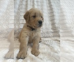 Small Photo #23 Golden Retriever Puppy For Sale in IRWIN, PA, USA
