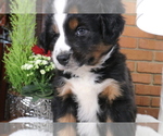 Small Photo #6 Miniature Australian Shepherd Puppy For Sale in STAFFORD, VA, USA