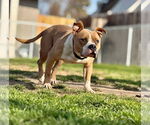 Small #3 American Pit Bull Terrier