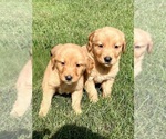 Small #2 Golden Retriever