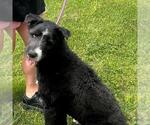 Small #2 Bearded Collie Mix