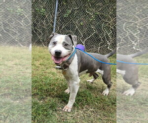 American Staffordshire Terrier Dogs for adoption in Glen Allen, VA, USA