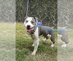 DA 2 Owen - Male American Staffordshire Terrier Dog for Adoption - Small photo