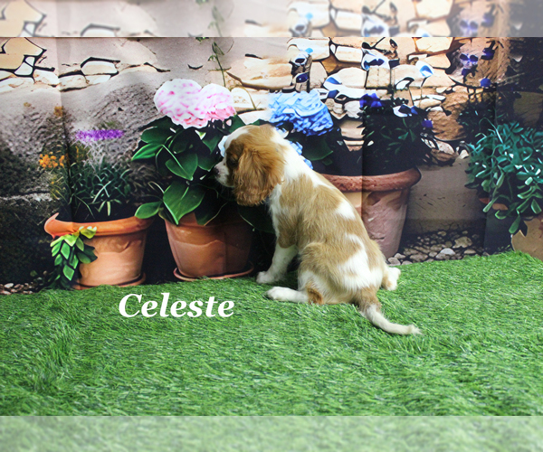 Medium Photo #17 Cavalier King Charles Spaniel Puppy For Sale in CHANUTE, KS, USA