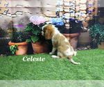 Small #16 Cavalier King Charles Spaniel