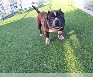Bulldog-Unknown Mix Dogs for adoption in Grand Prairie, TX, USA