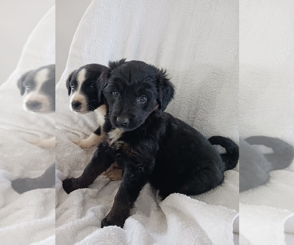 Full screen Photo #3 Newfoundland-Shepadoodle Mix Puppy For Sale in SHEBOYGAN FALLS, WI, USA