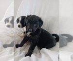 Small Photo #3 Newfoundland-Shepadoodle Mix Puppy For Sale in SHEBOYGAN FALLS, WI, USA