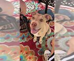 Small American Pit Bull Terrier Mix