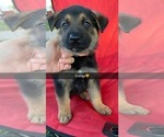 Puppy 6 German Shepherd Dog