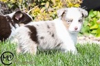Small Photo #7 Miniature Australian Shepherd Puppy For Sale in OAKLEY, KS, USA