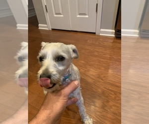 Maltipoo-Schnauzer (Miniature) Mix Puppy for sale in MOORESVILLE, NC, USA