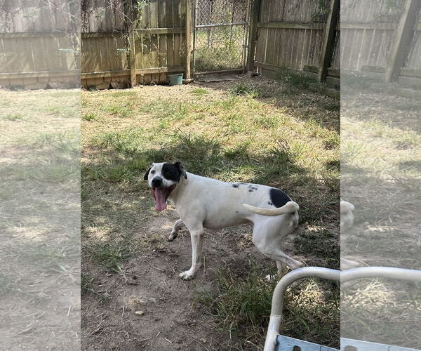 Medium Photo #1 Mutt Puppy For Sale in Jackson, MS, USA