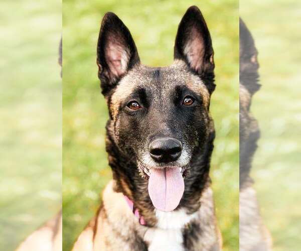 Medium Photo #3 Mutt Puppy For Sale in Imlay City, MI, USA