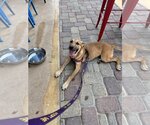 Small Photo #2 German Shepherd Dog-Unknown Mix Puppy For Sale in San Antonio, TX, USA